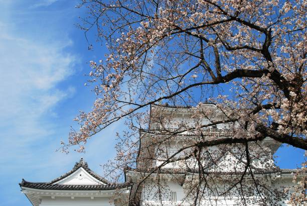満開の桜と小田原城 - 小田原城 ストックフォトと画像