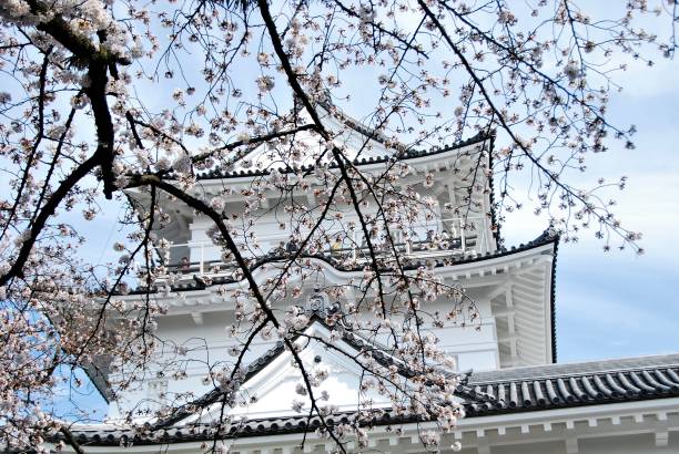 満開の桜と小田原城 - 小田原城 ストックフォトと画像