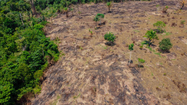 istock Burned pasture - Use of fire to clean the pasture 1293685398
