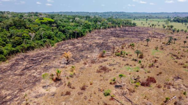istock Burned pasture - Use of fire to clean the pasture 1293685408