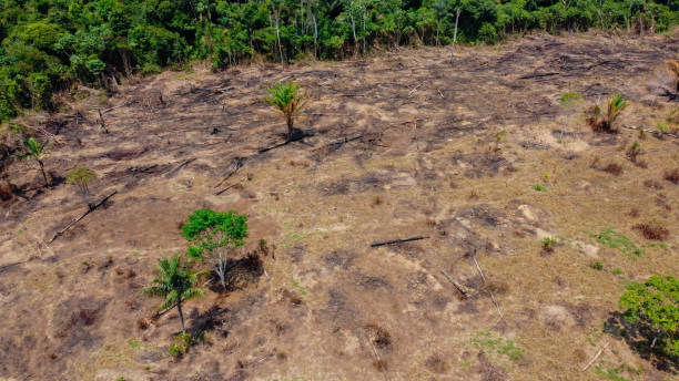 istock Burned pasture - Use of fire to clean the pasture 1293685443
