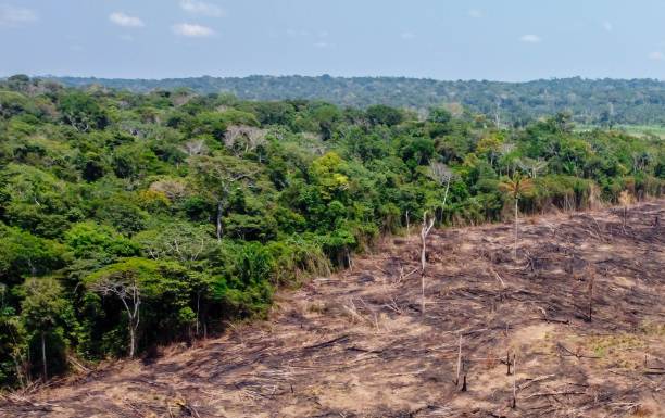 istock Burned pasture - Use of fire to clean the pasture 1293685566