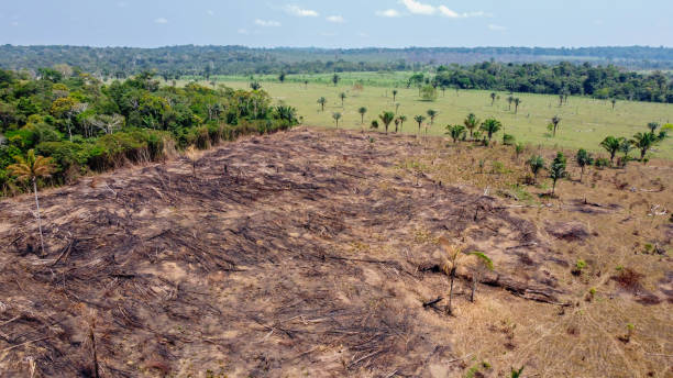 istock Burned pasture - Use of fire to clean the pasture 1293685569