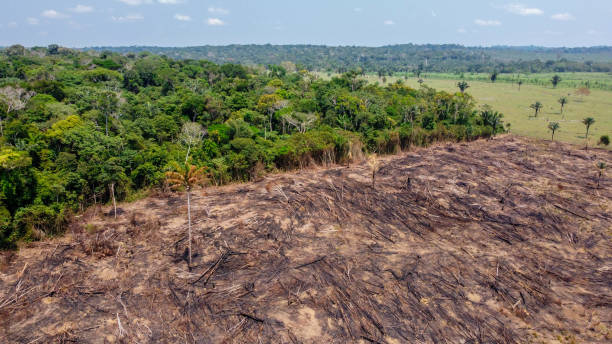 istock Burned pasture - Use of fire to clean the pasture 1293685608