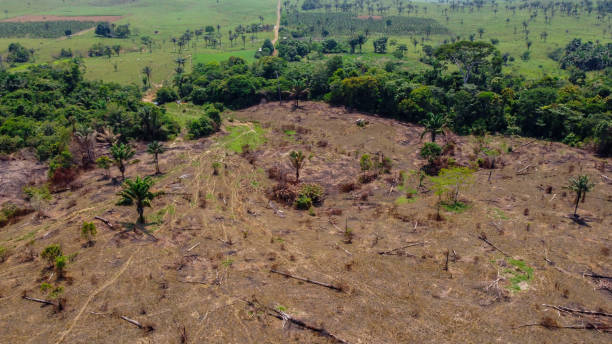 istock Burned pasture - Use of fire to clean the pasture 1293685628