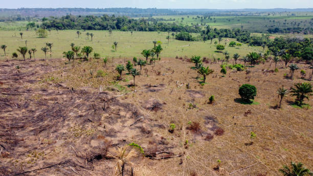 istock Burned pasture - Use of fire to clean the pasture 1293686177
