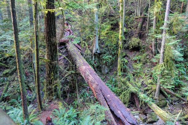 상록 숲 한가운데에 있는 큰 쓰락나무 - vancouver green forest ravine 뉴스 사진 이미지