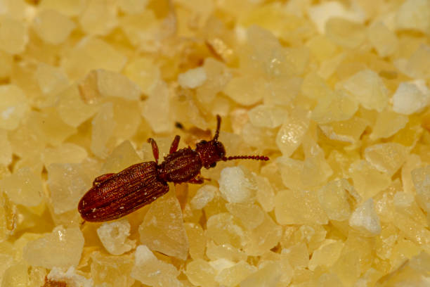 ein nahaufnahme-makrobild eines sägekornkäfers ( oryzaephilus surinamensis ) auf einem haufen - corn on the cob corn crop macro close up stock-fotos und bilder