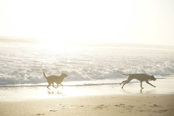 istock Dog play on the beach 1293688562