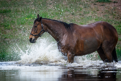 Chestnut Horse cooling off in a dam
