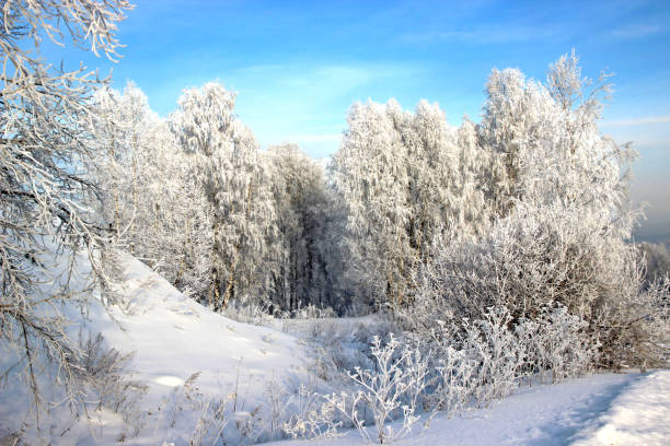 istock Clear winter day. Clear frosty blue sky. The snow sparkles on tree branches so brightly that it hurts the eyes. 1293693035