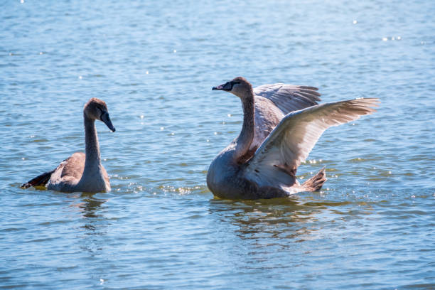 istock A young brown coloured white swan flaps its wings on the water. 1293698763