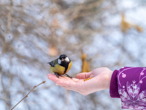 istock Girl feeds a tit from a palm. 1293698857