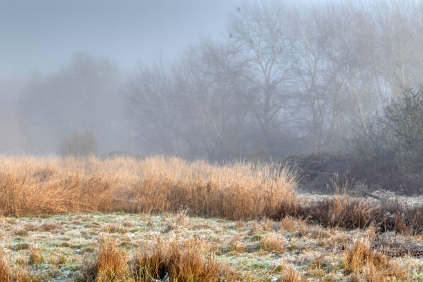 istock foggy winter view of a park, Delta, BC, Canada 1293699071