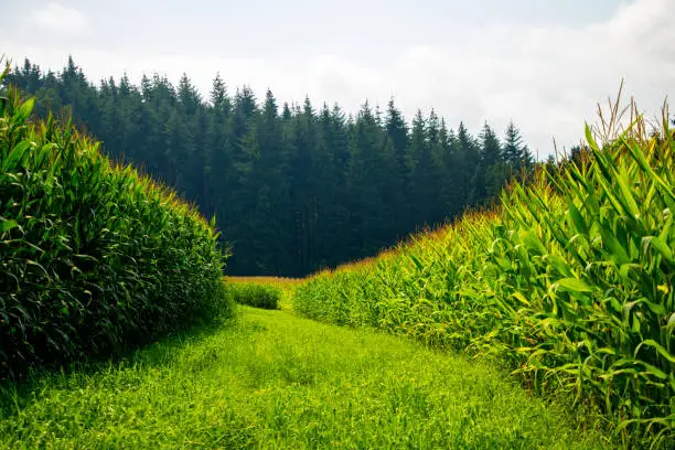 A grass-covered pathway through a cornfield in the hilly Styrian countryside with a forest in the background