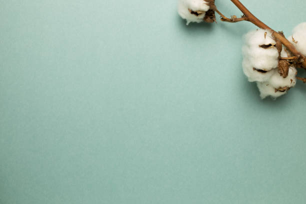 istock Cotton plant on green background. top view, copy space 1293701001