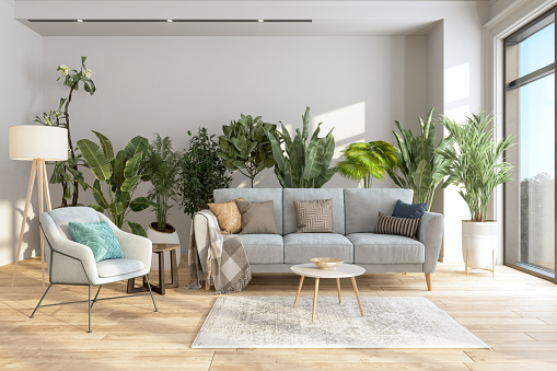 Modern Living Room Interior With Potted Plants Behind The Gray Colored Sofa And Armchair.