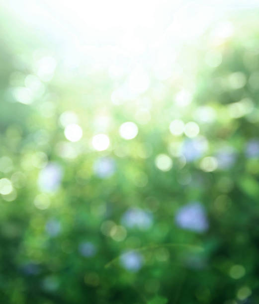 istock abstract green Christmas bokeh background 1293705772