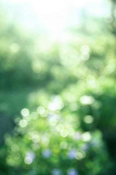 istock abstract green Christmas bokeh background 1293705773