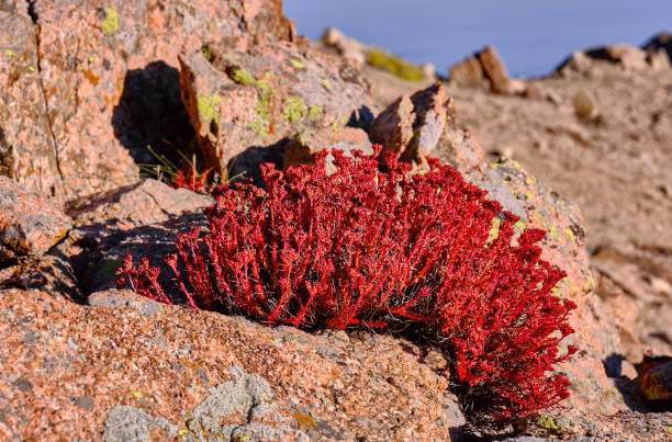 istock Red Saxifrage Flowers Rocks Lichens 1293705900