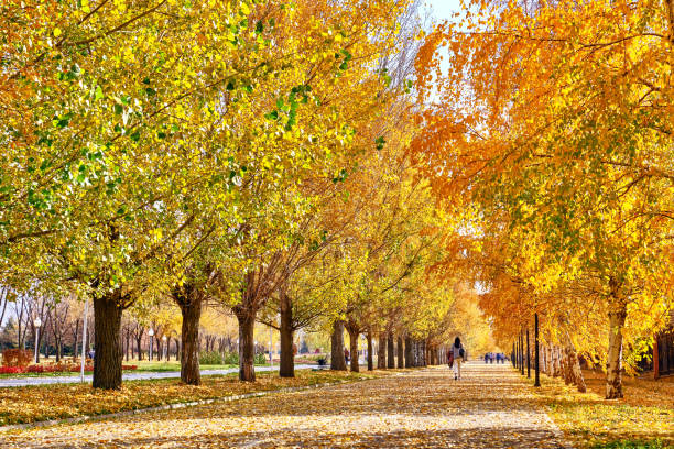 Sunny alley for walks in the city autumn park; golden autumn season concept