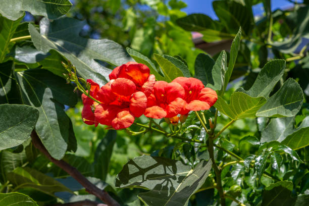 Close up of the Chinese trumpet vine, Campsis Grandiflora, It is trumpet-shaped flower.