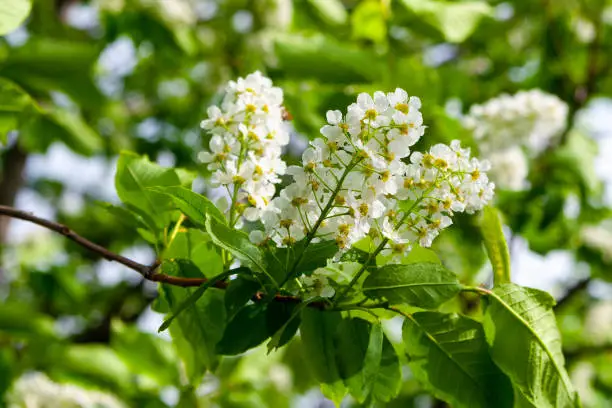 Blooming branch of bird cherry on a background of green leaves. Prunus padus, known as bird cherry, hackberry, hagberry, or Mayday tree. Blooming bird cherry tree.