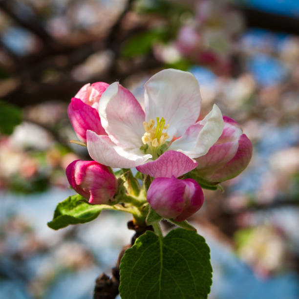istock A lush blooming apple tree. Beautiful white and pink apple flower close-up. Selective focus. 1293706879