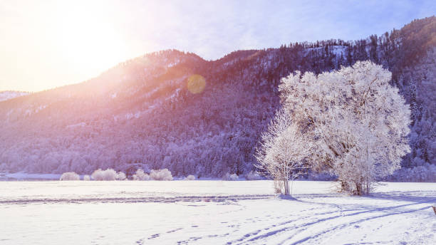 istock Sunny winter landscape in the alps: Mountain range, snowy trees and fields 1293710971