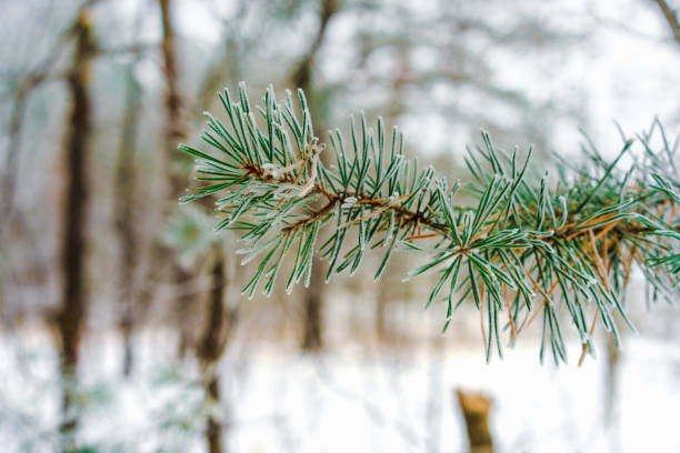istock Spruce branch covered with snow in the winter forest 1293713456