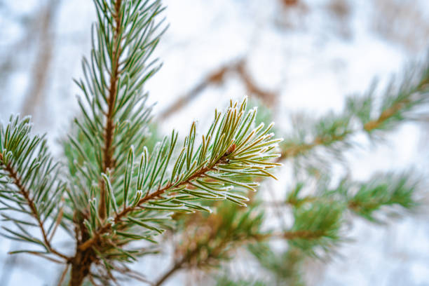 istock Spruce branch covered with snow in the winter forest 1293713483