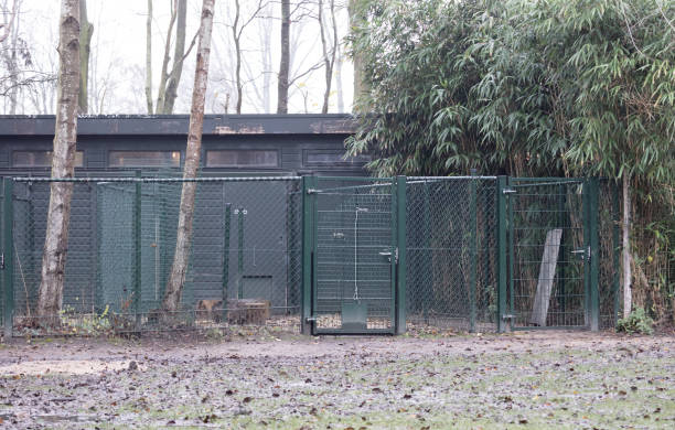 istock Animal shelter with a big green fence, selective focus 1293714227