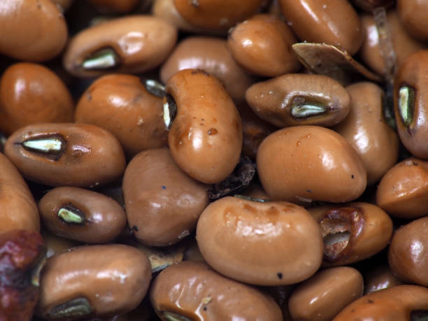 Close up shoot of red beans on white background Close up shoot of 'tolo beans' or Vigna unguiculata subsp. unguiculata, one kind of beans that usually processed as food ini Indonesia, capture on white background organic red cowpea beans stock pictures, royalty-free photos & images