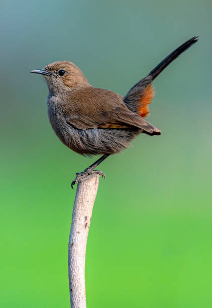 istock the indian robin 