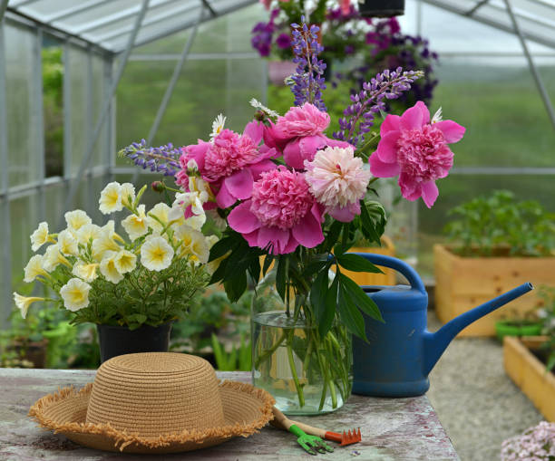 Beautiful bunch of peony flowers and petunia in flowerpot with hat and watering can in greenhouse. stock photo
