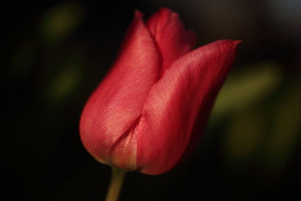 istock Bright colorful red Tulip blossoms in spring in nature 1293719327