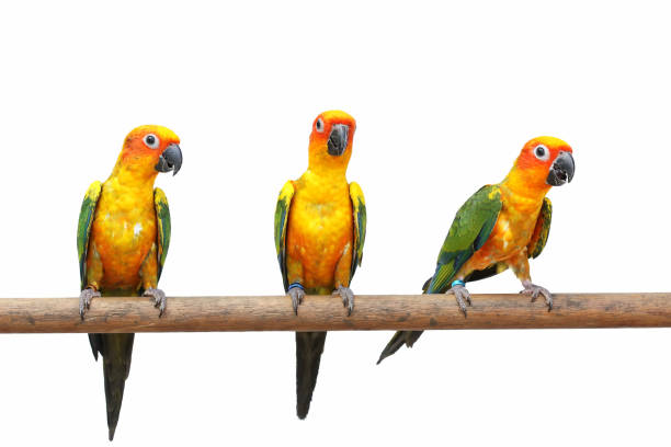 istock Sun conure or sun parakeet parrot on branch 1293719881