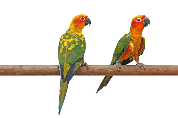 istock Sun conure or sun parakeet parrot on branch 1293719882
