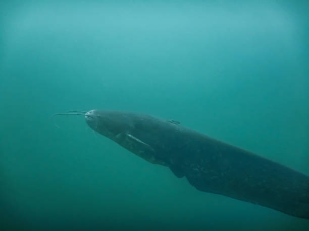 istock catfish in the green blue water from a lake 1293720028