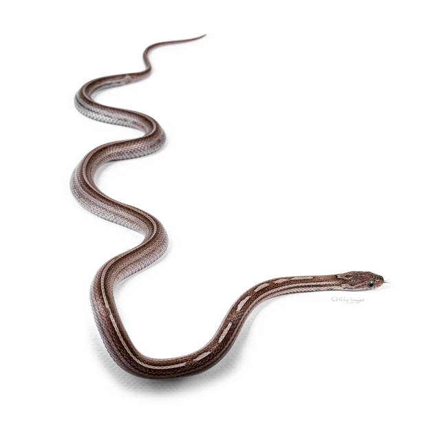 istock Charcoal tessera striped Cornsnake on white 1293720080
