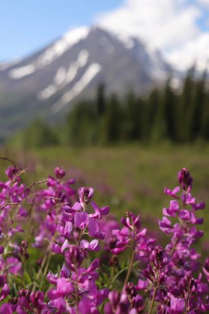 Fireweed fireweed grows in a meadow along an Alaska road flower mountain fireweed wildflower stock pictures, royalty-free photos & images