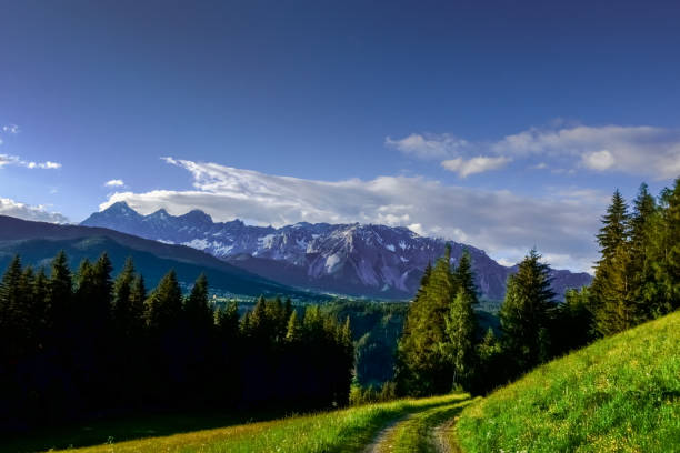 istock trail with meadow and trees in the mountains 1293720179
