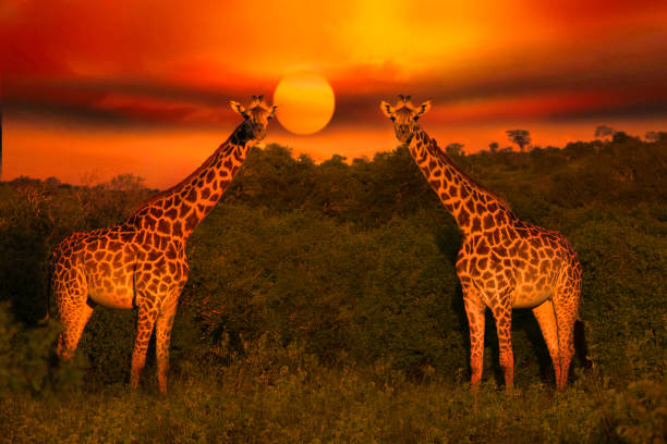istock Africa Sunrise and Sunset with Giraffein Kenya 1293720754