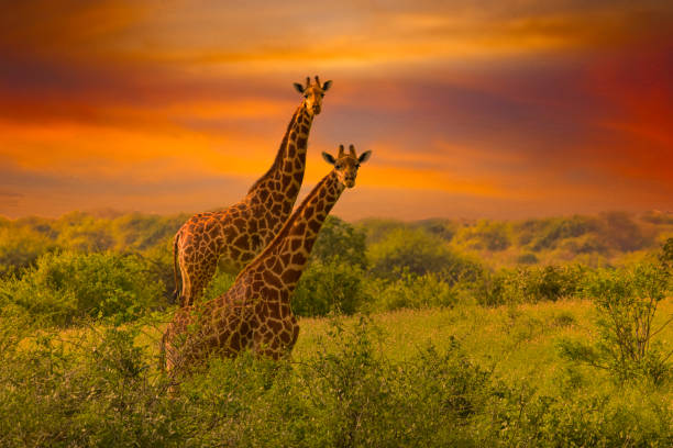 istock Africa Sunrise and Sunset with Giraffein Kenya 1293720782
