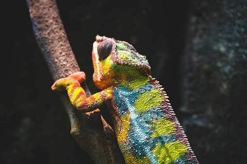 Rainbow coloured Chameleon seen in the wilderness of Bali Island, Indonesia.