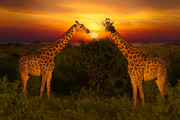istock Africa Sunrise and Sunset with Giraffein Kenya 1293720970