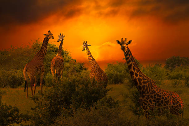 istock Africa Sunrise and Sunset with Giraffein Kenya 1293721009