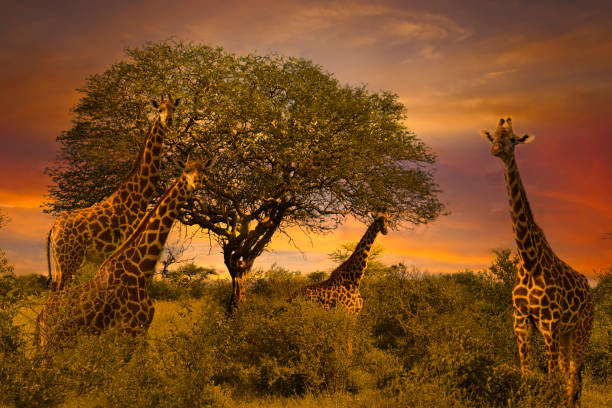 istock Africa Sunrise and Sunset with Giraffein Kenya 1293721040