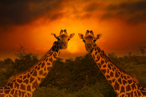 istock Africa Sunrise and Sunset with Giraffein Kenya 1293721055