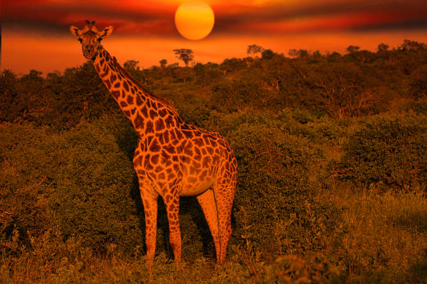 istock Africa Sunrise and Sunset with Giraffein Kenya 1293721086